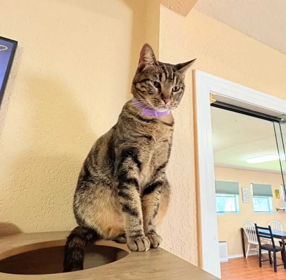 Pet Meme Creation
